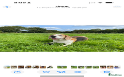 Beagle dogs for sale: 10 year old beagle up for adoption.  - Image 2