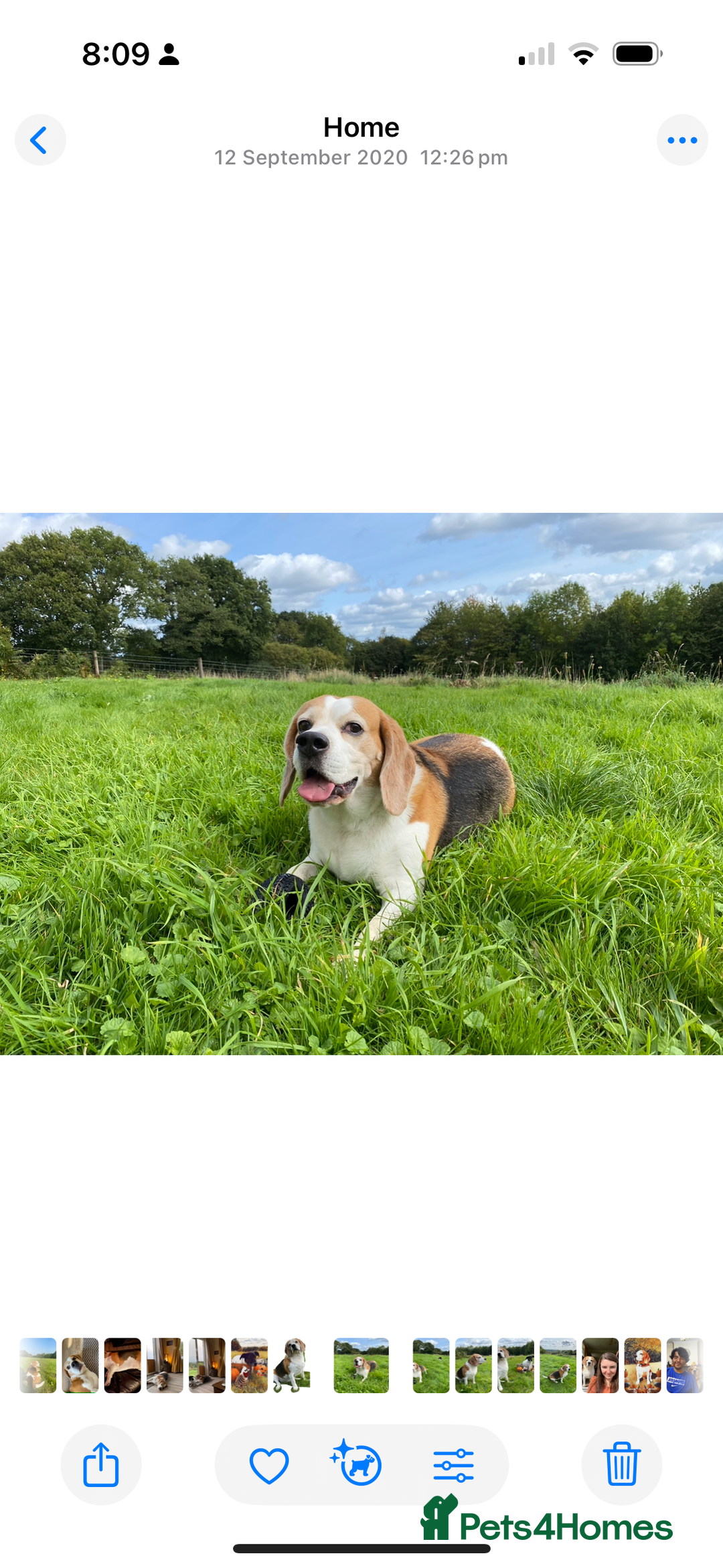 Beagle dogs for sale: 10 year old beagle up for adoption.  - Image 2