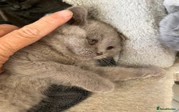Mixed Breed cats for sale: British shorthair Lilac boy ready now - Image 8