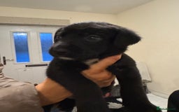 Borador dogs for sale: Lab collie puppies for sale  - Advert 4