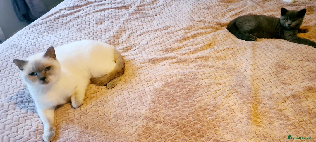 British Shorthair cats for sale: British shorthair blue kittens  - Advert 3