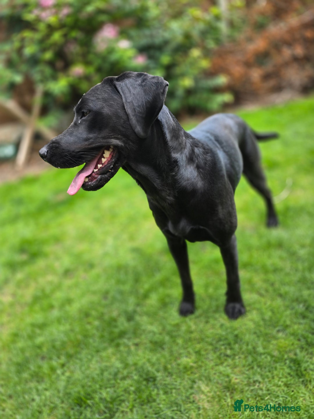 Labrador Retriever dogs for sale: Highly Trained Labrador  - Image 3