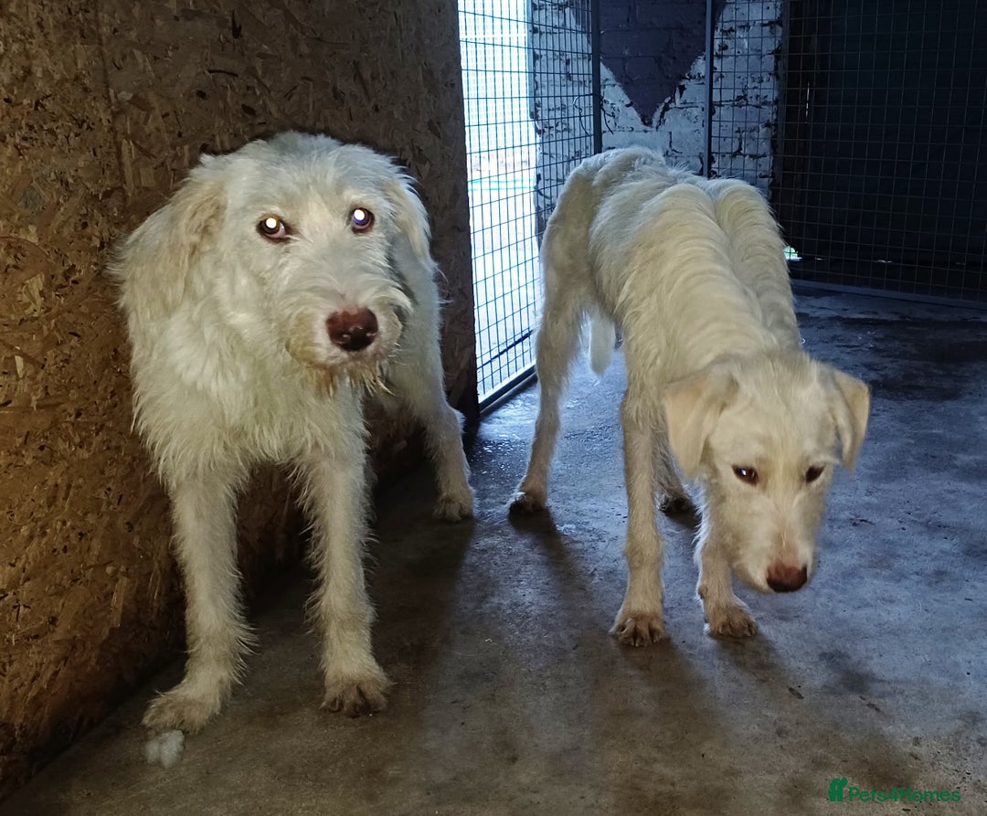 Mixed Breed dogs for adoption: BENJI - a handsome & gentle Boy  for a Loving Home - Image 16