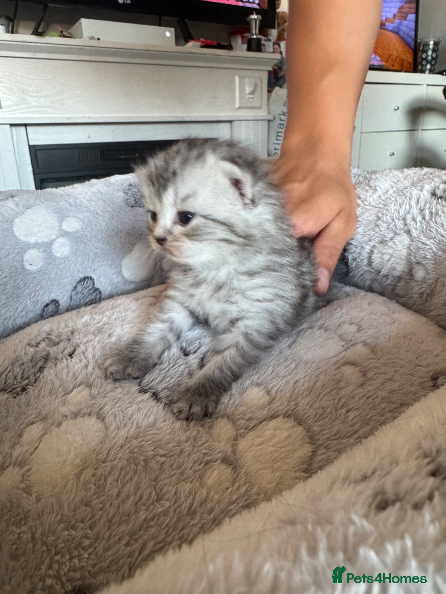 Ragdoll cats Ragdoll X British short hair kittens  - Advert 8