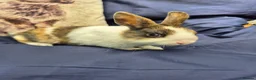 Mixed Breed rabbits for sale: 4 Netherland Dwarf x Dutch Babies - Advert 3