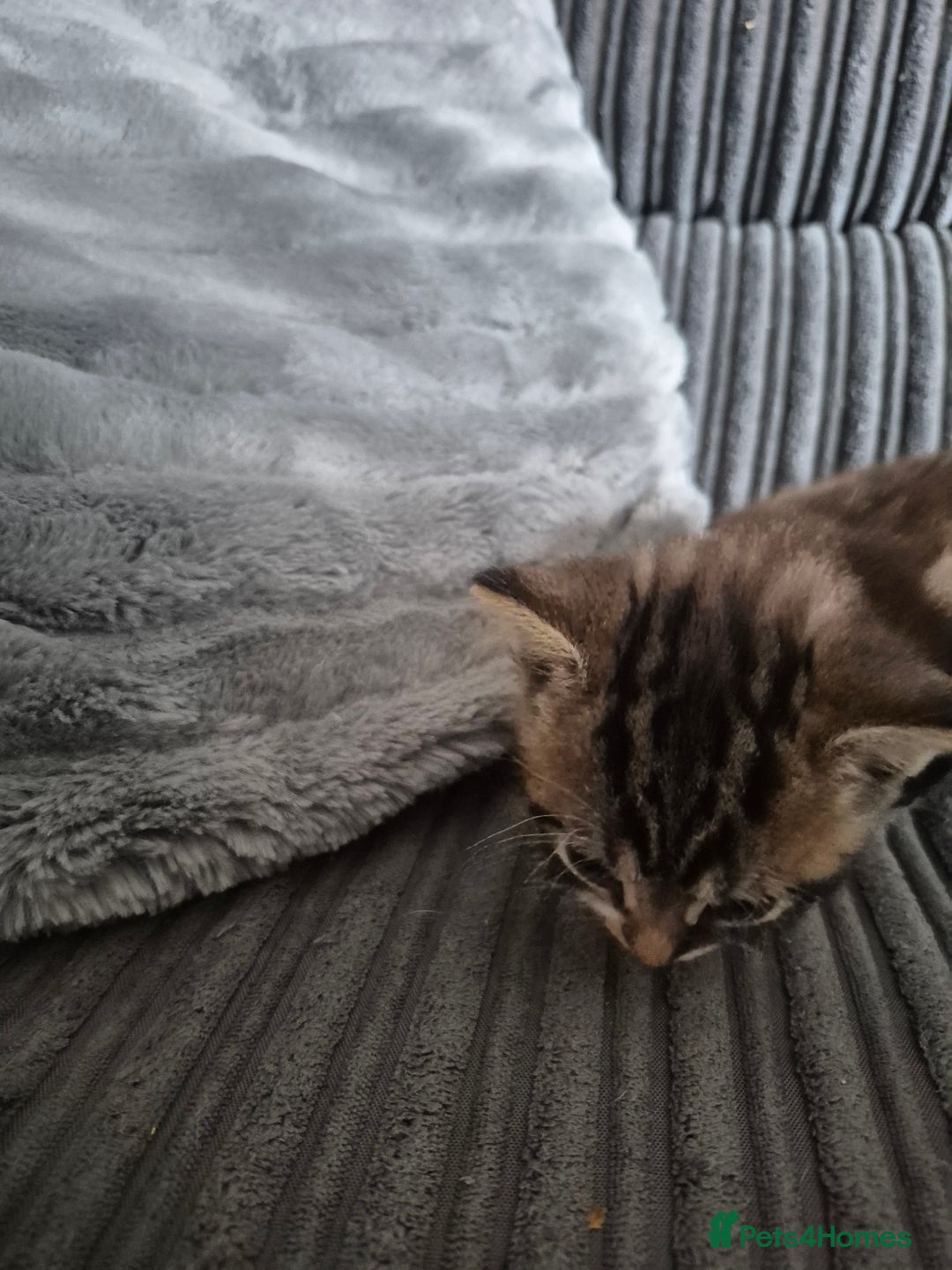 Mixed Breed cats for sale: Tabby kittens for sale - Image 4