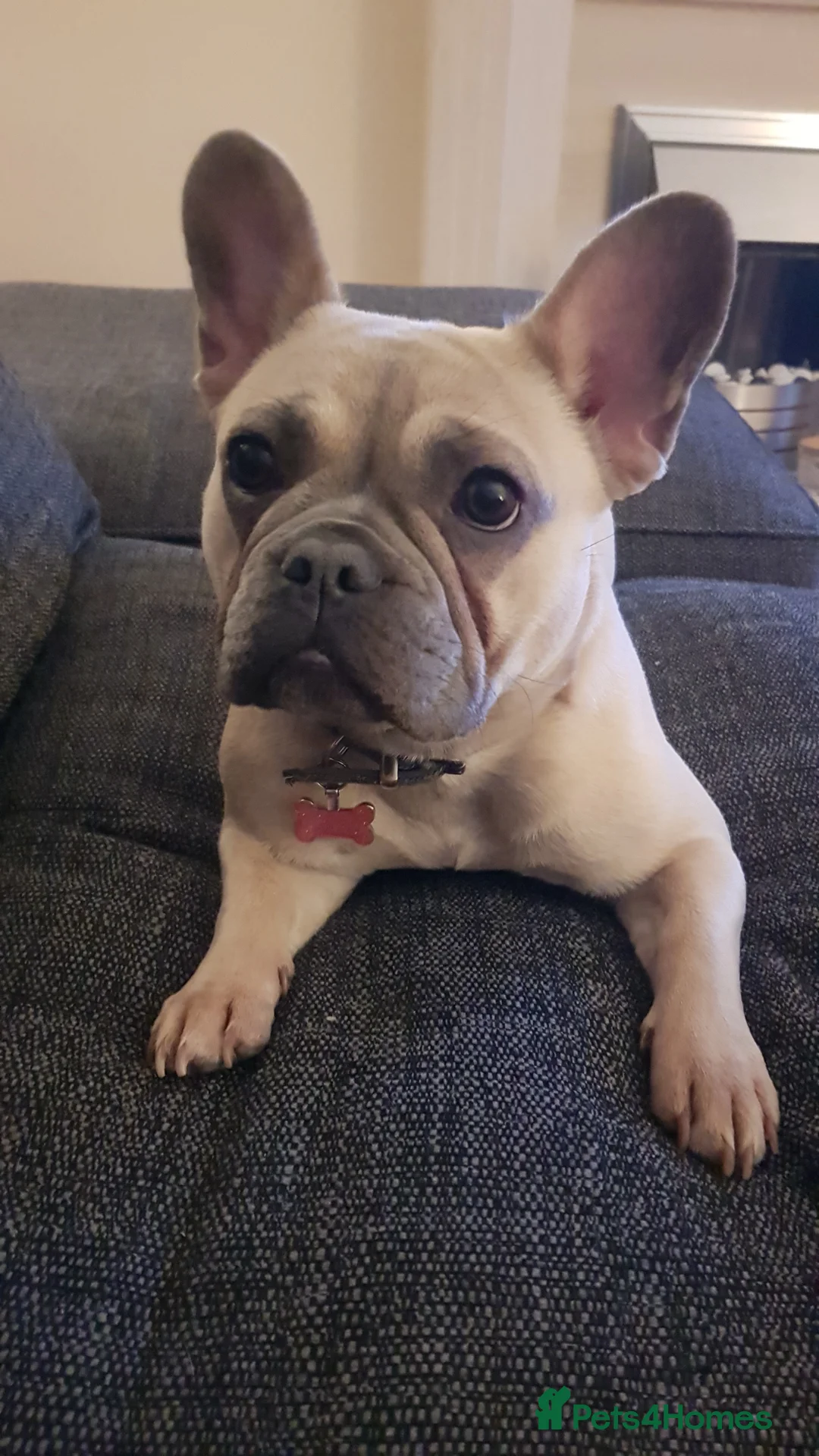 French Bulldog dogs for sale: Lady The French Bulldog - Advert 5