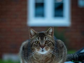 Scottish Fold cats Douglas - Scottish Straight - Advert 1