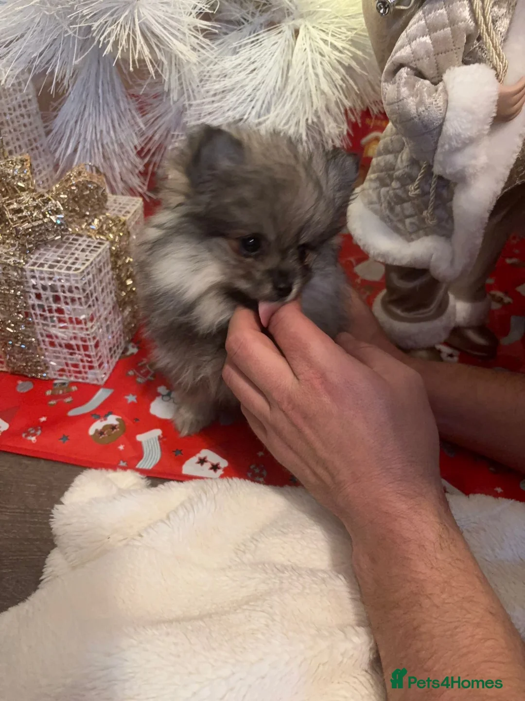 Pomeranian dogs for sale: Pomeranian Spitz. - Advert 3