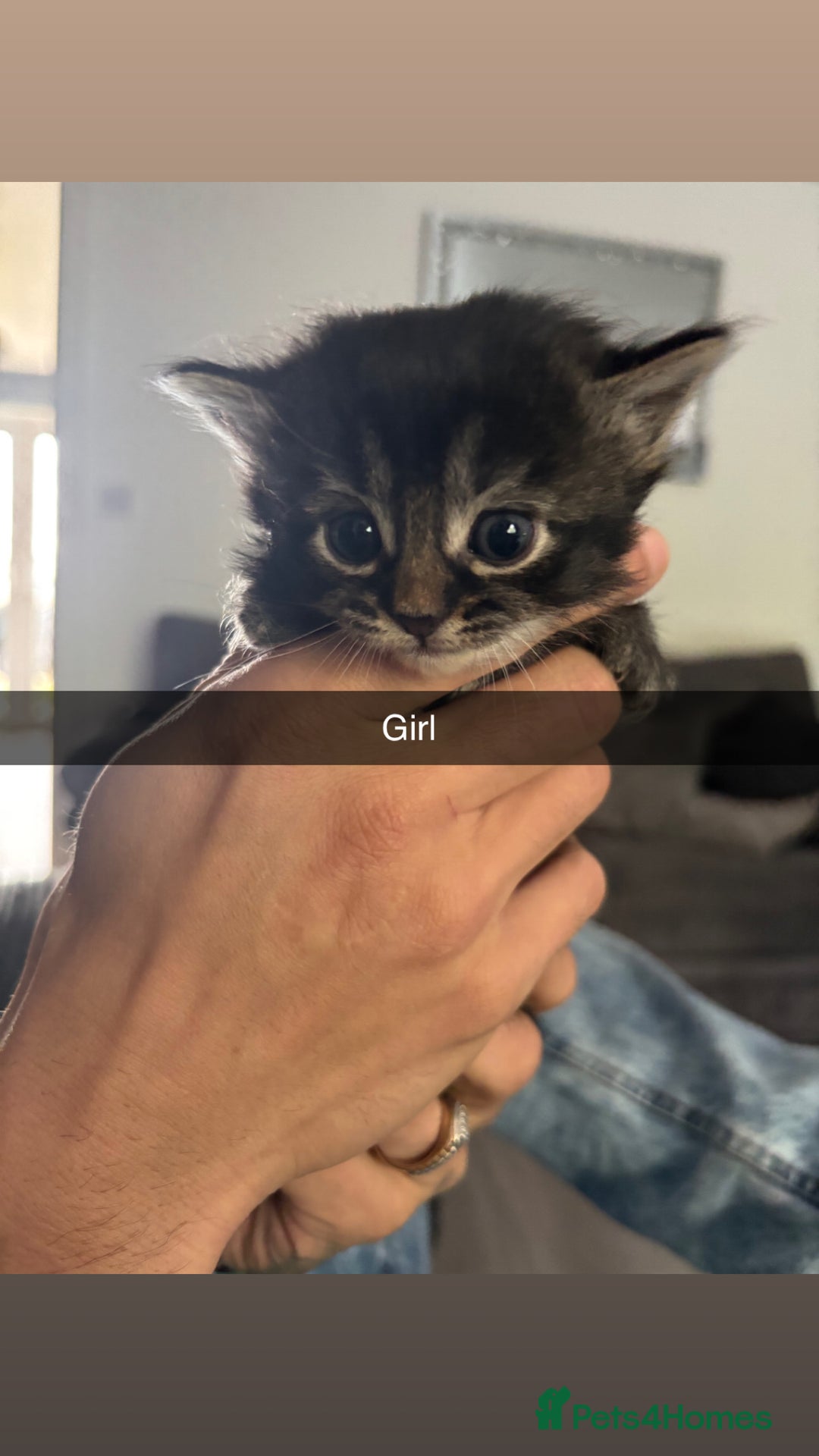 Mixed Breed cats for sale: 3 kittens - Image 3