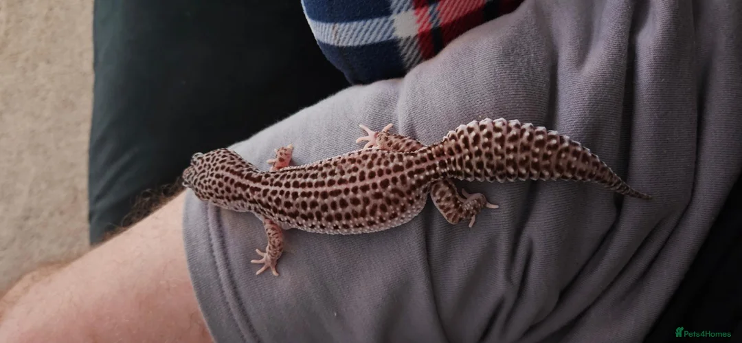 Leopard Gecko reptiles for sale: Mack Snow Eclipse Female Leopard Gecko  - Advert 5