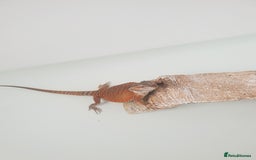 Bearded Dragon reptiles for sale: female bearded dragon with full set up - Image 7