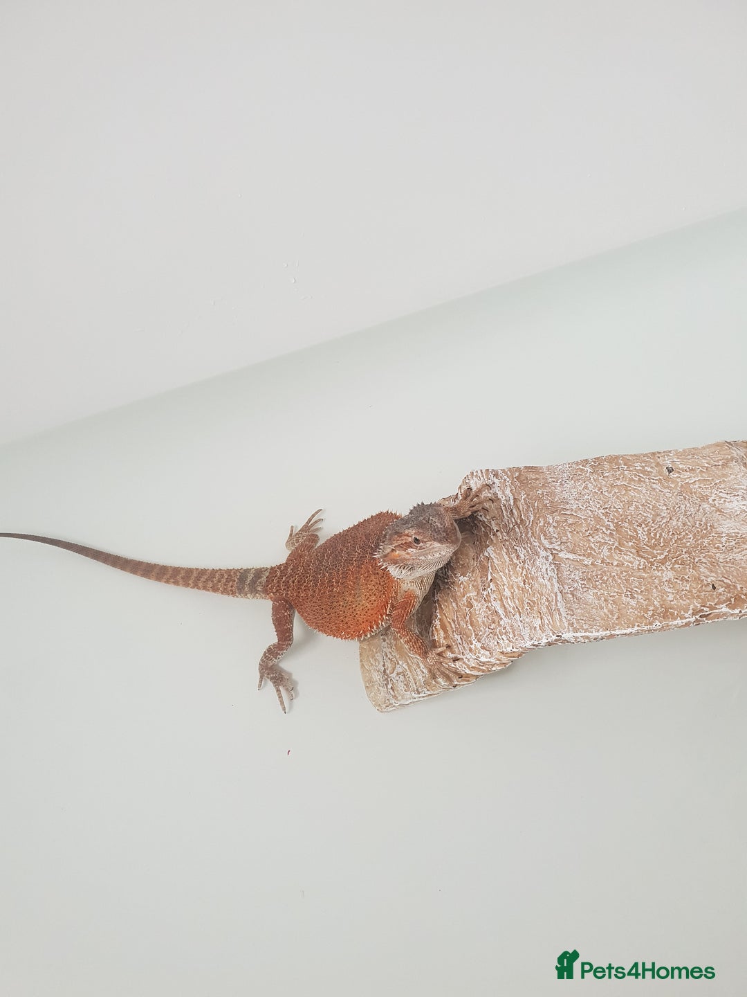 Bearded Dragon reptiles for sale: female bearded dragon with full set up - Image 7