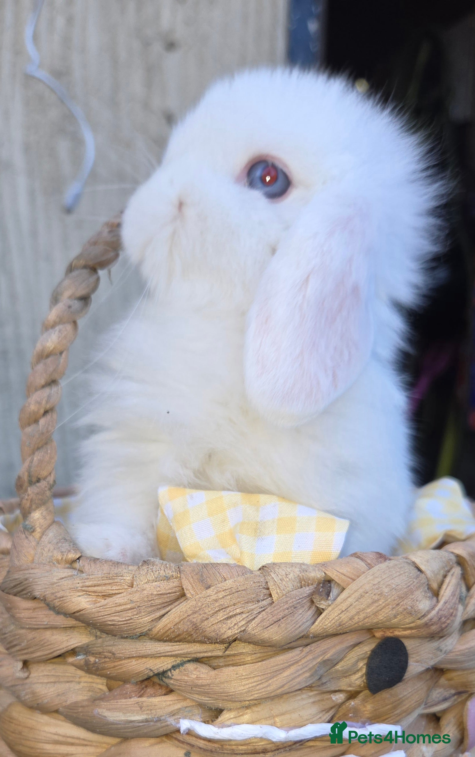 Mini Lop rabbits PURE MINI LOP BUNNIES ( All COLOURS) - Advert 4