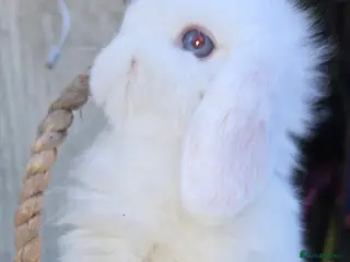 Mini Lop rabbits PURE MINI LOP BUNNIES ( All COLOURS) - Advert 4