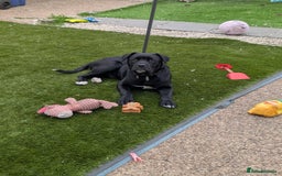 Mixed Breed dogs for sale: Lovely boy reluctant sale - Image 3