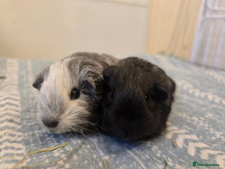 Guinea Pig rodents 2 male guinea pigs long haired silkie pointed - Advert 15