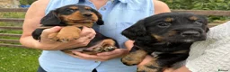 Cocker Spaniel dogs for sale: Working Cocker Spaniel Puppies - Advert 7