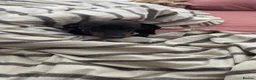 Miniature Dachshund dogs for sale: 2 year old miniature dachshund for sale in Milton Keynes - Advert 1