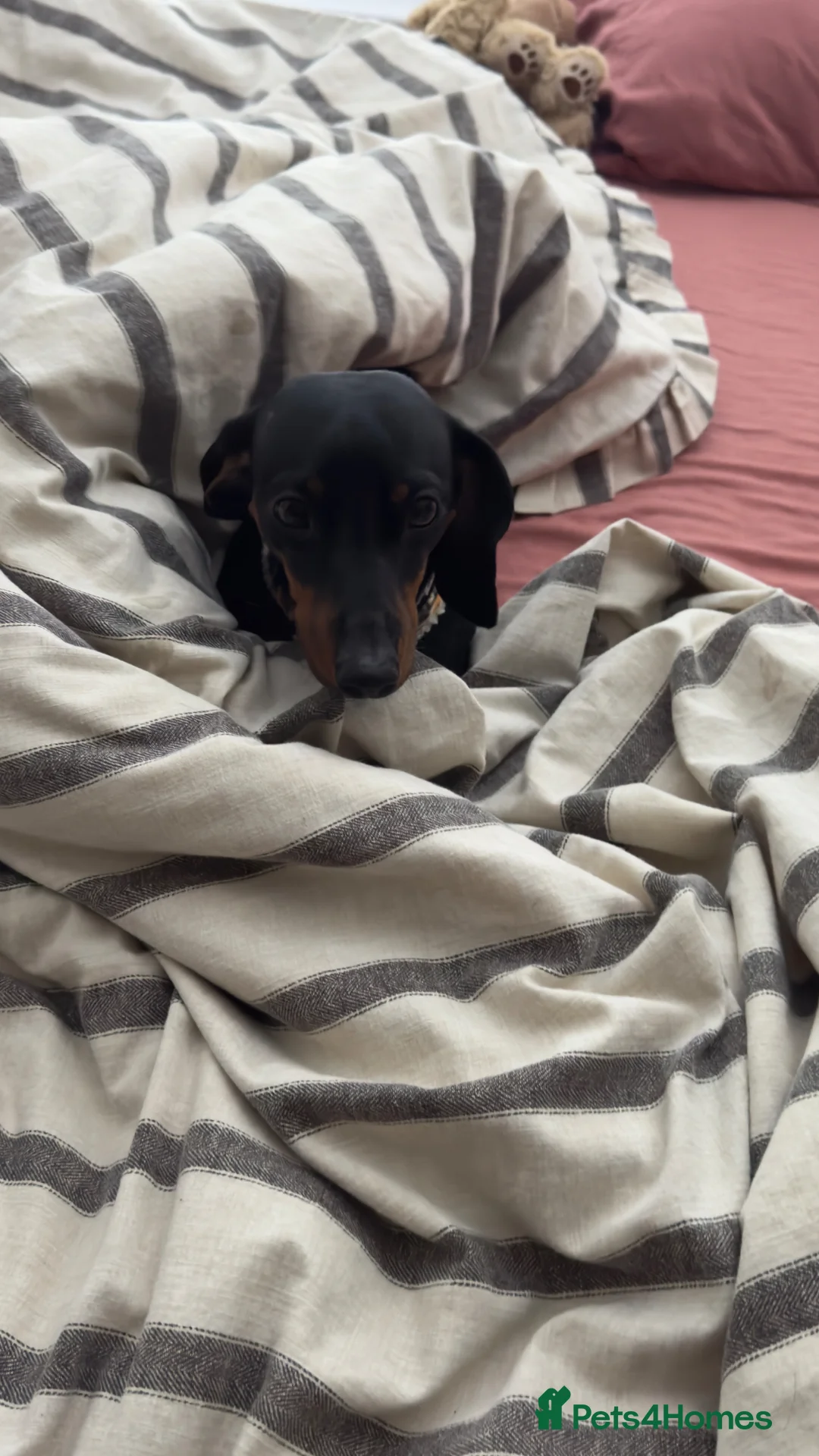 Miniature Dachshund dogs for sale: 2 year old miniature dachshund for sale in Milton Keynes - Advert 1
