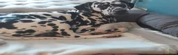 Dalmatian dogs for sale: Dalmatian puppy in Bourne - Advert 1