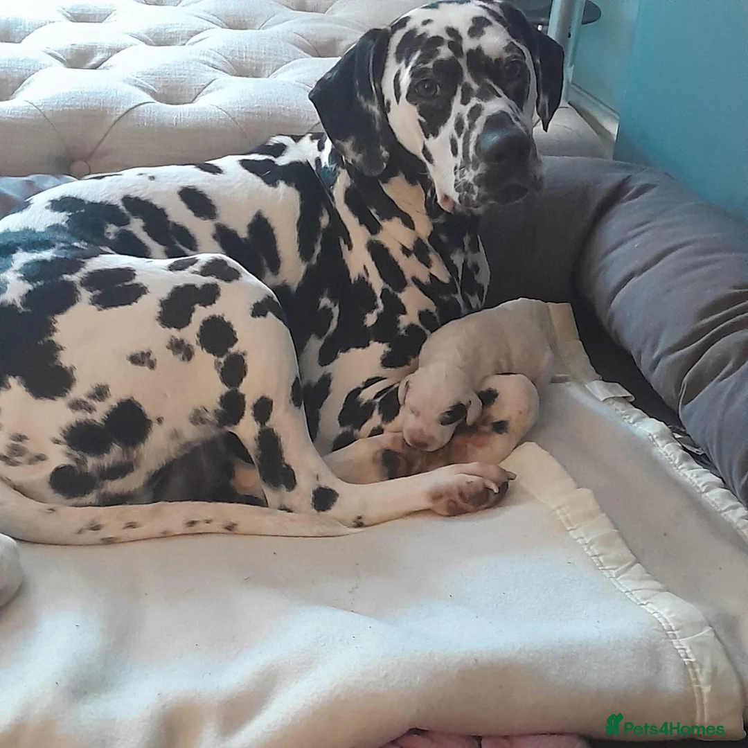 Dalmatian dogs for sale: Dalmatian puppy in Bourne - Advert 1