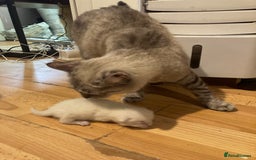 Siamese cats for sale: Siamese Kitten Looking for a Forever Home - Image 4