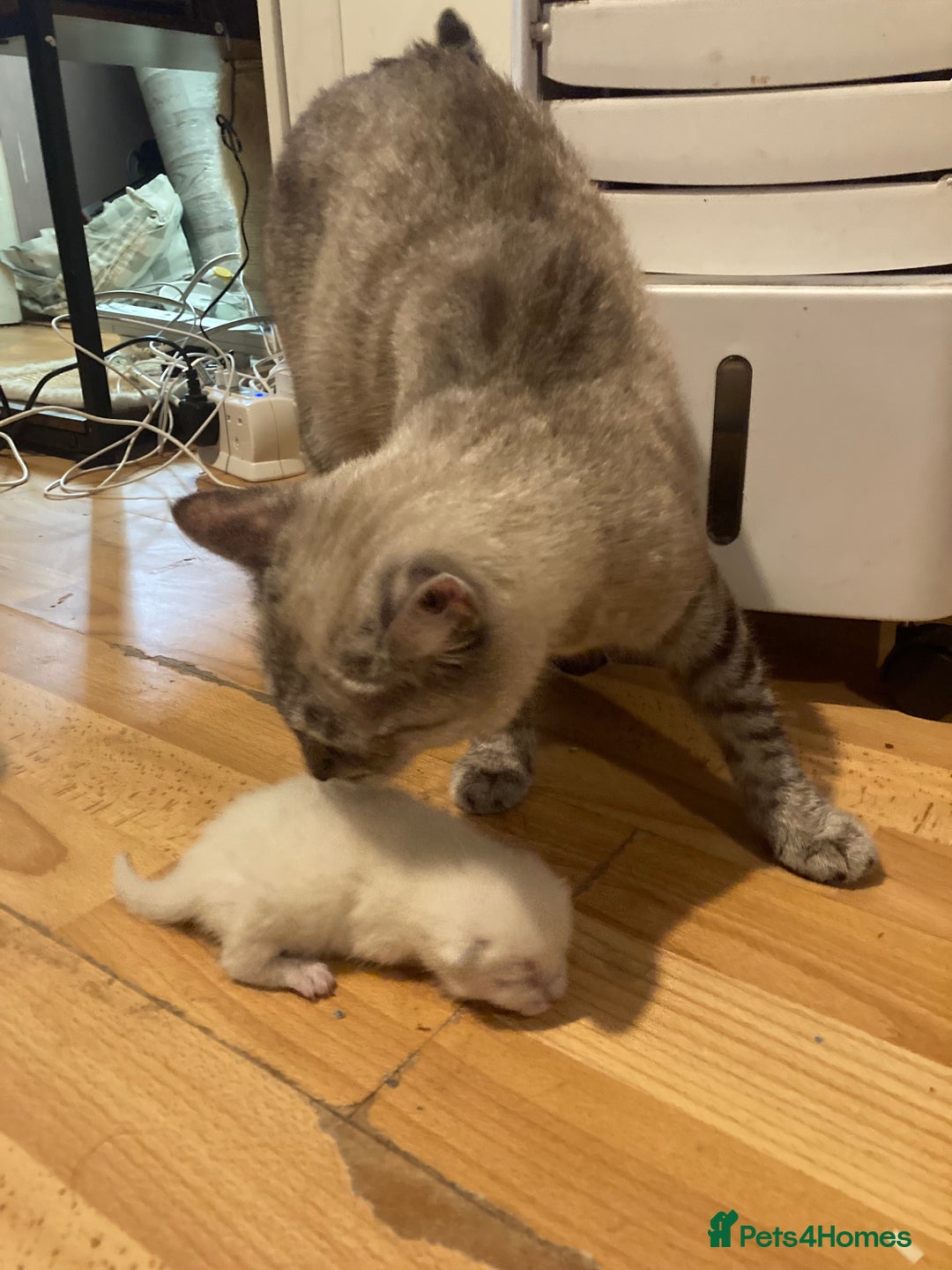 Siamese cats for sale: Siamese Kitten Looking for a Forever Home - Image 4