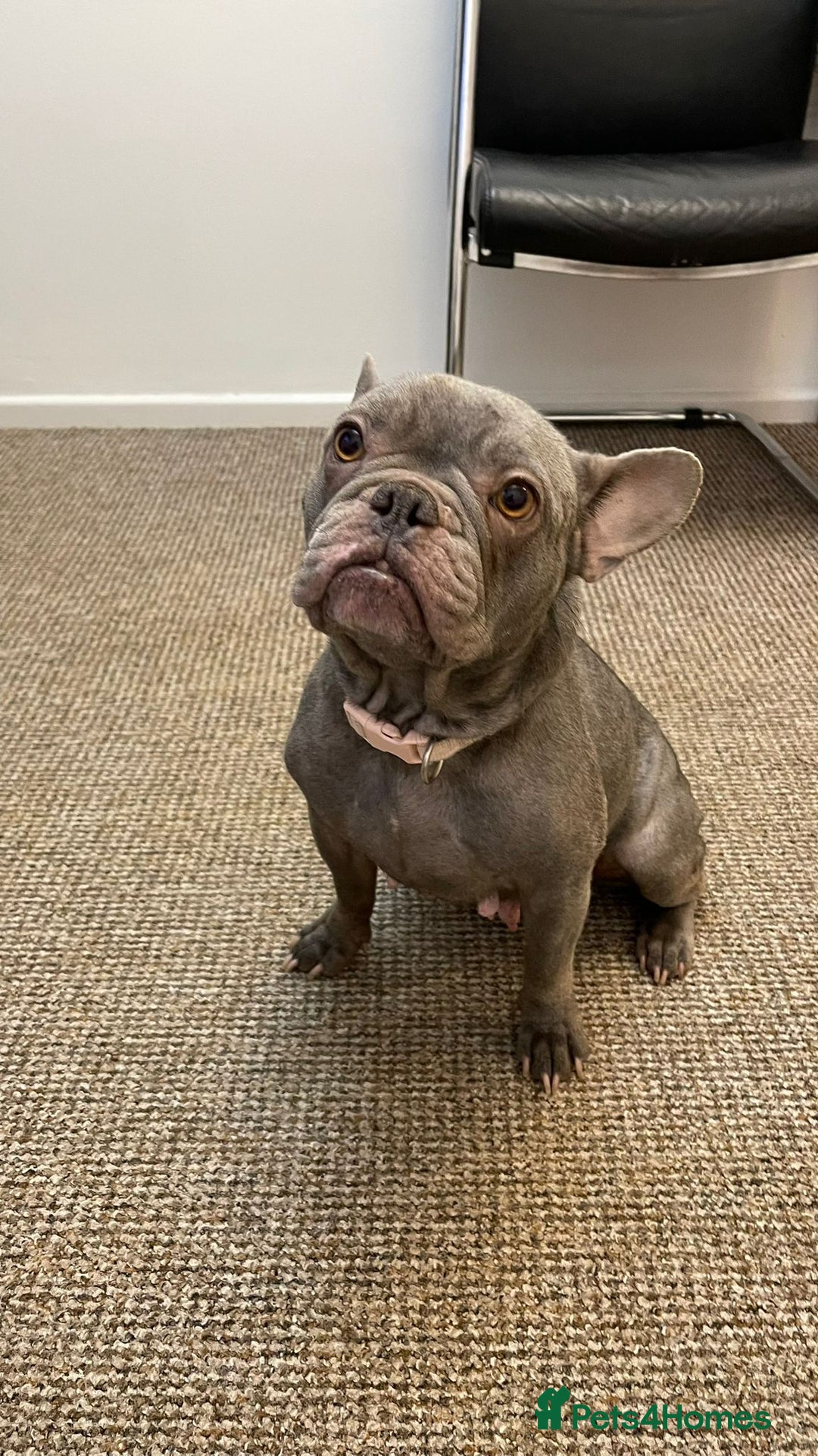 French Bulldog dogs for sale: French bulldog  - Advert 3