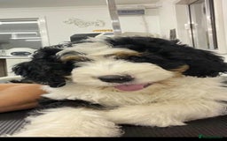 Bernedoodle dogs for sale: F1b Bernedoodle Puppies - Image 19