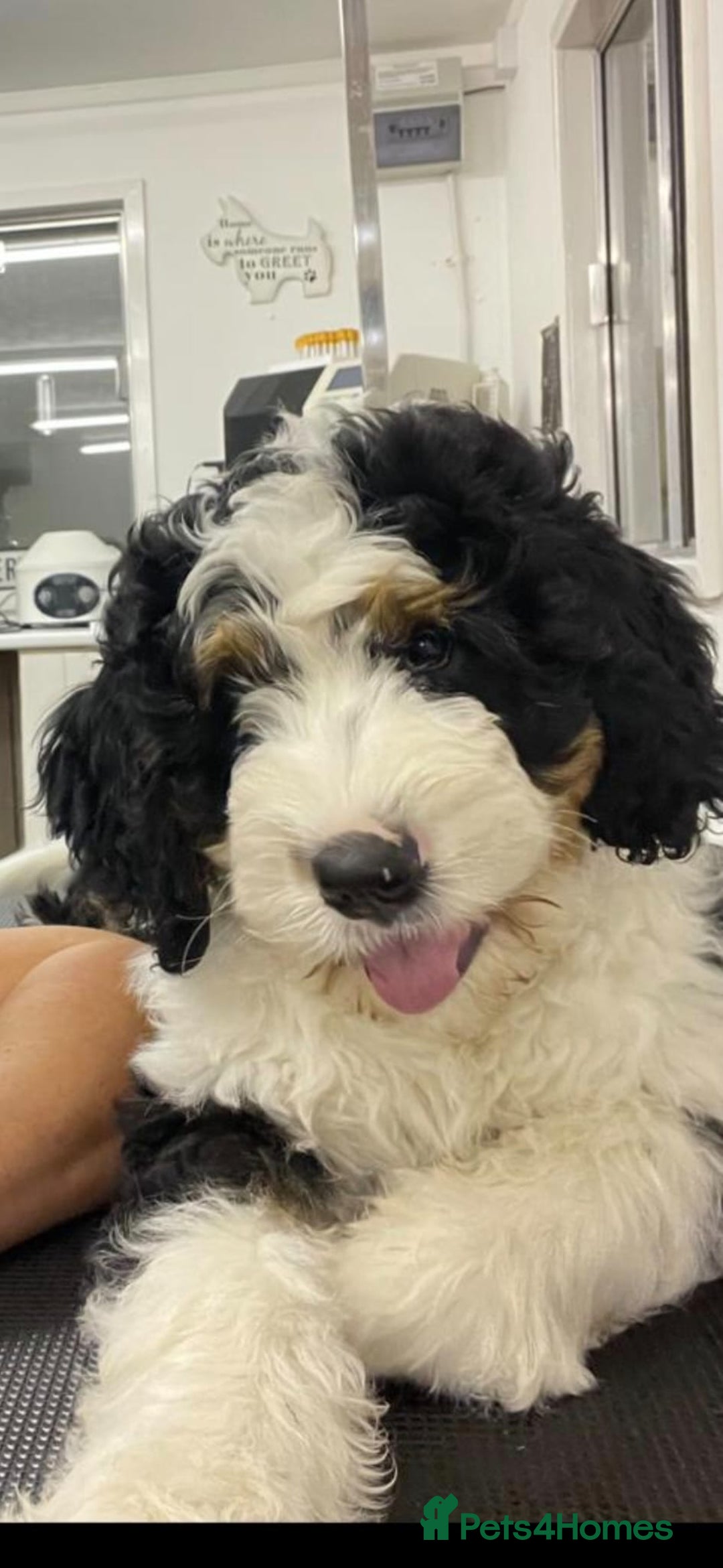 Bernedoodle dogs for sale: F1b Bernedoodle Puppies - Image 19