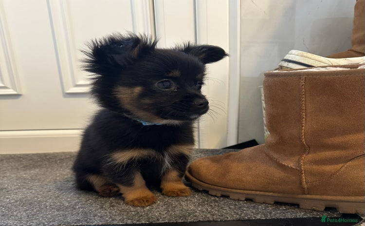 Pomeranian dogs EXCEPTIONAL LITTER of full pedigree poms  - Advert 3