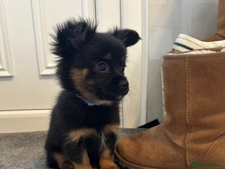 Pomeranian dogs EXCEPTIONAL LITTER of full pedigree poms - Advert 6