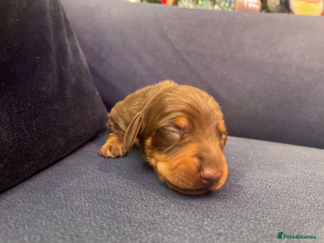 Miniature Dachshund dogs for sale: 4 Mini smooth kc reg dachshund puppies  - Advert 8