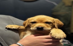 Labrador Retriever dogs for sale: KC Lab puppies - Image 20