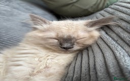Ragdoll cats for sale: Male ragdoll kitten (4 months old) - Image 5