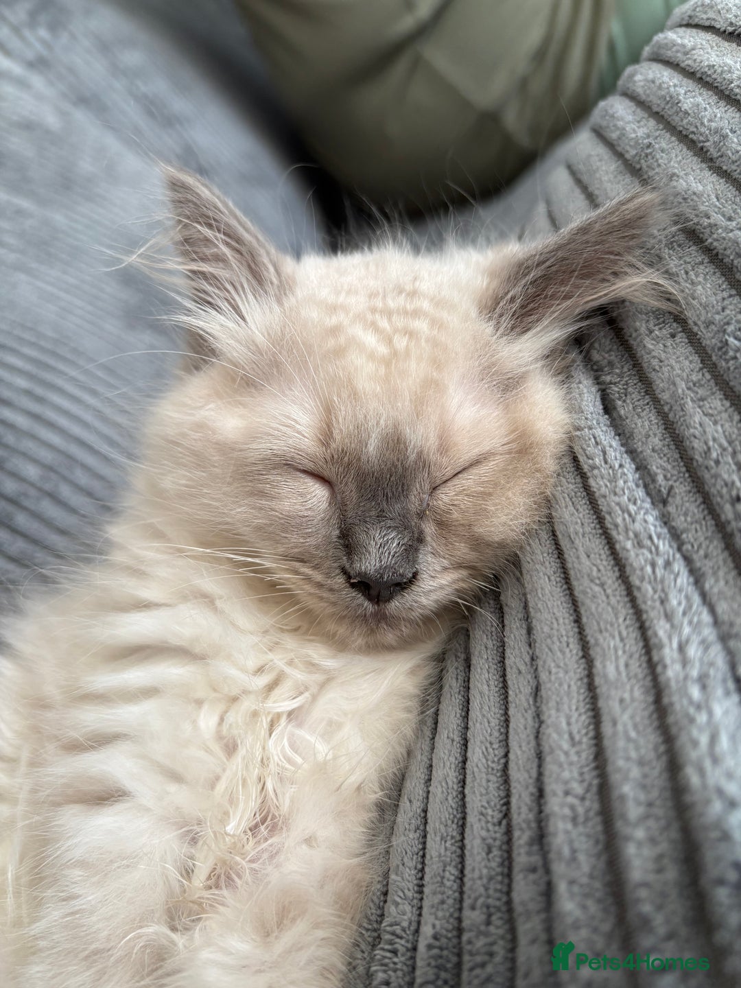Ragdoll cats for sale: Male ragdoll kitten (4 months old) - Image 5