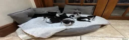Mixed Breed cats for sale: Litter of 6 beautiful kittens in Leyland - Advert 1