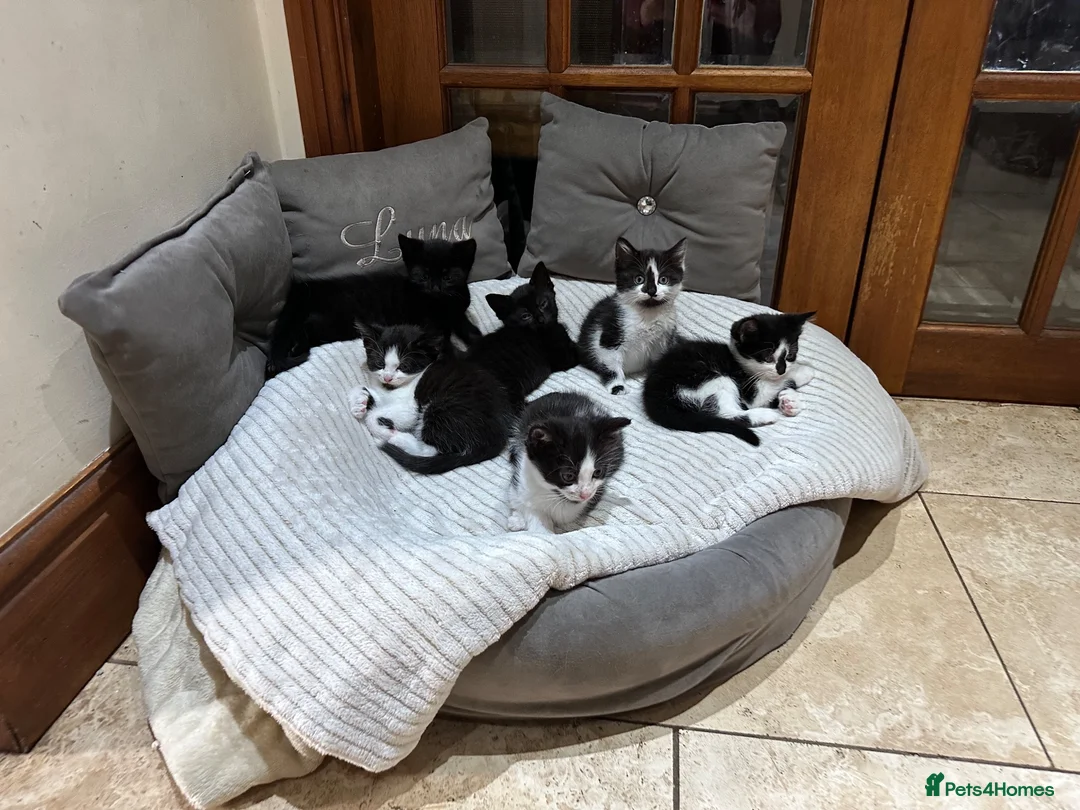 Mixed Breed cats for sale: Litter of 6 beautiful kittens in Leyland - Advert 1