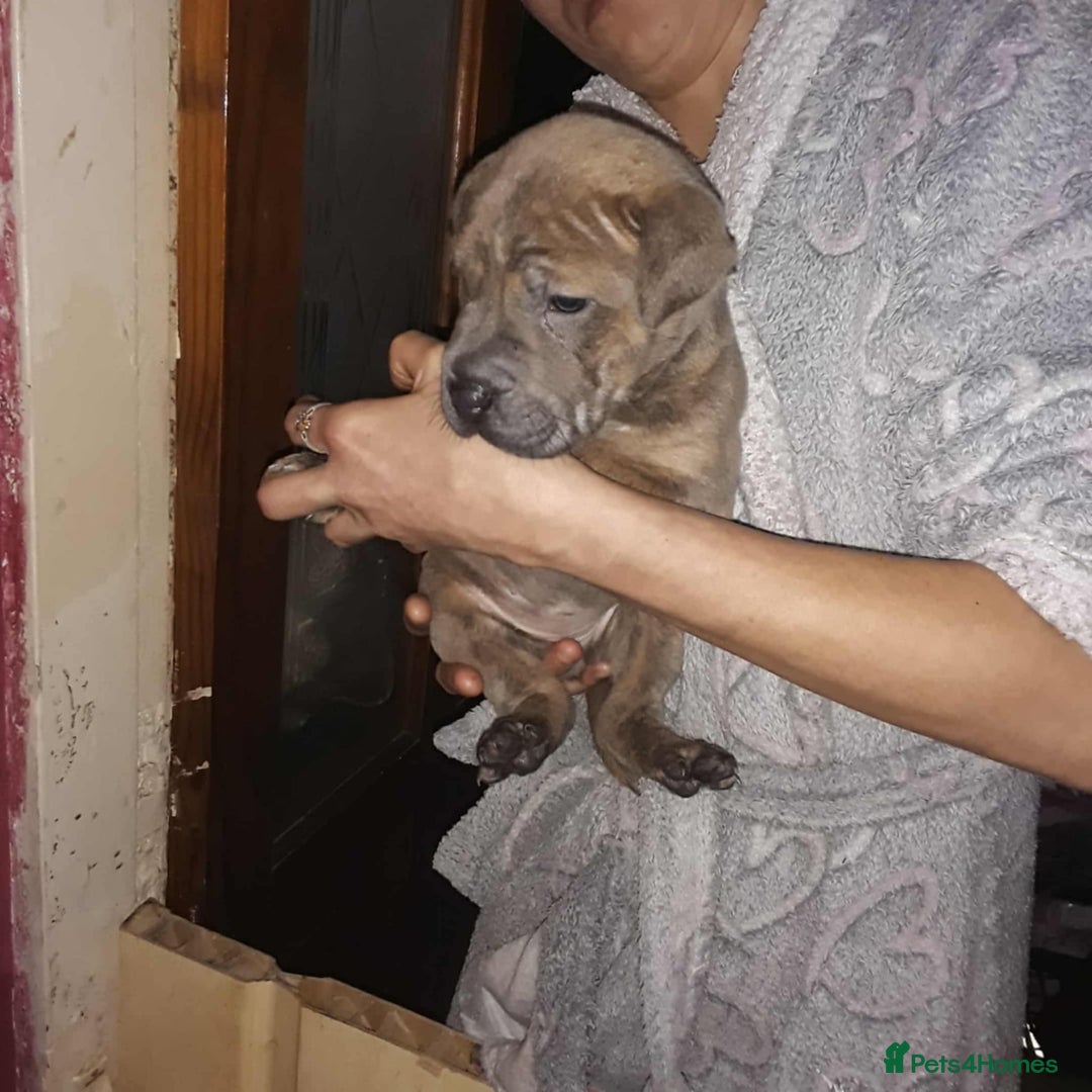 Mixed Breed dogs for sale: Bull-pei puppies - Advert 5