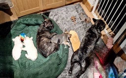 French Bulldog dogs for sale: REDUCED .... Fabulous joyful puppy for sale - Image 6