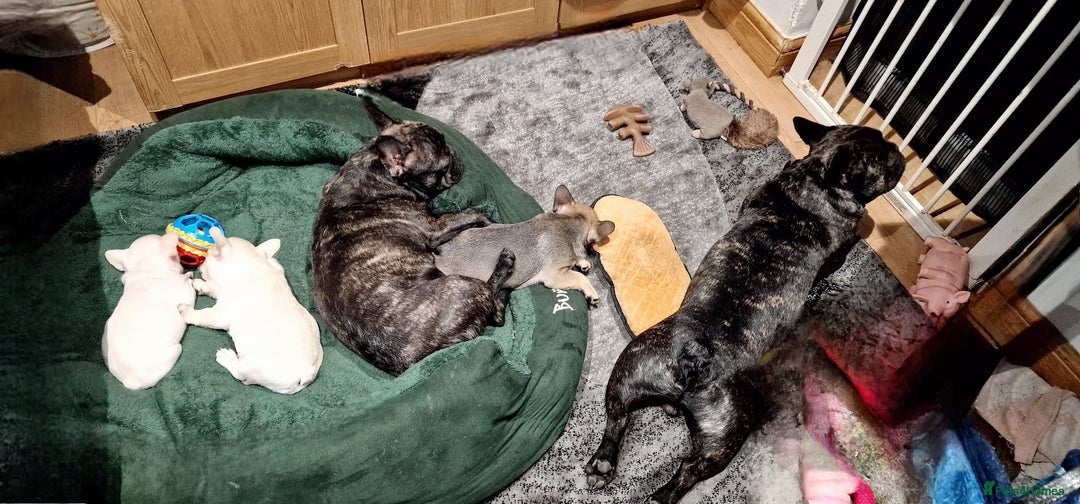 French Bulldog dogs for sale: REDUCED .... Fabulous joyful puppy for sale - Image 6