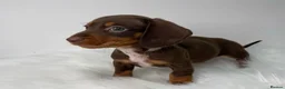 Miniature Dachshund dogs for stud: Miniature Dachshund Stud in Hartlepool - Advert 14