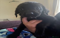 Mixed Breed dogs for sale: Springer x Labrador x German shepherd  - Image 5