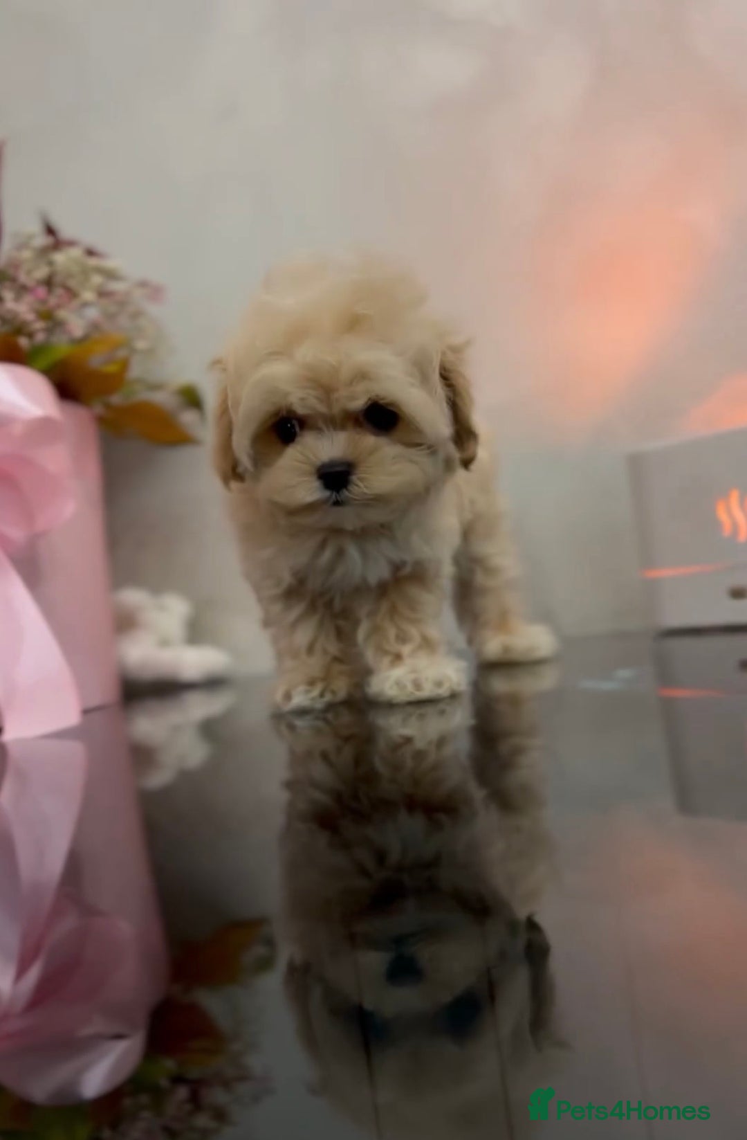 Maltipoo dogs for sale: Korean Maltipoo Mini - Advert 1