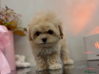 Maltipoo dogs Korean Maltipoo Mini - Advert 1