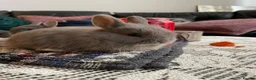 Netherland Dwarf rabbits for sale: Netherland Dwarf purebred Baby Rabbits NEW  - Advert 6