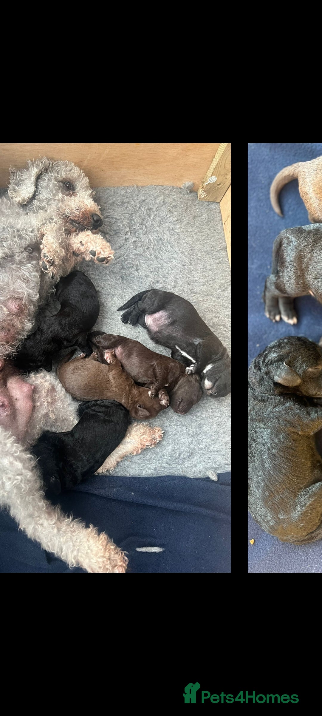 Bedlington Terrier dogs for stud: Bedlington for stud  in Chesterfield - Image 20