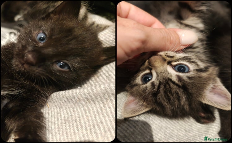 Mixed Breed cats - Advert 4