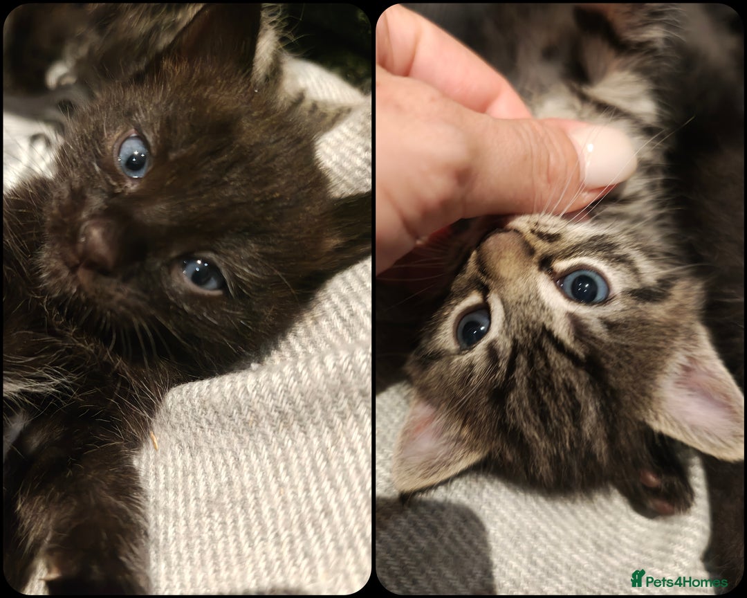 Mixed Breed cats for sale: Ragdoll (mum) X Tabby (dad) - blue eyes ! - Image 1